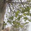 Comienza la temporada de alergias en Madrid con la floración del plátano de sombra
