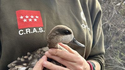 Nueva suelta de cercetas pardillas un año después en El Porcal