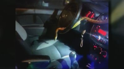 Una conductora en Madrid se encuentra una serpiente enroscada a sus pies cuando circulaba por la A-4