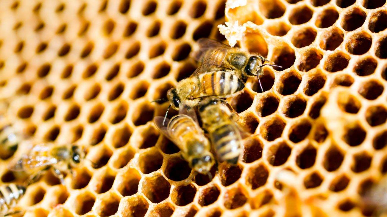 Arranca la temporada por excelencia de la cosecha de miel
