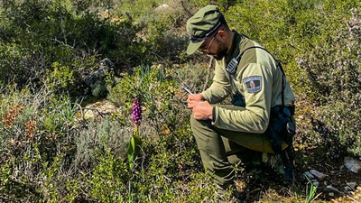 Halladas en el sureste de Madrid dos poblaciones de orquídea gigante