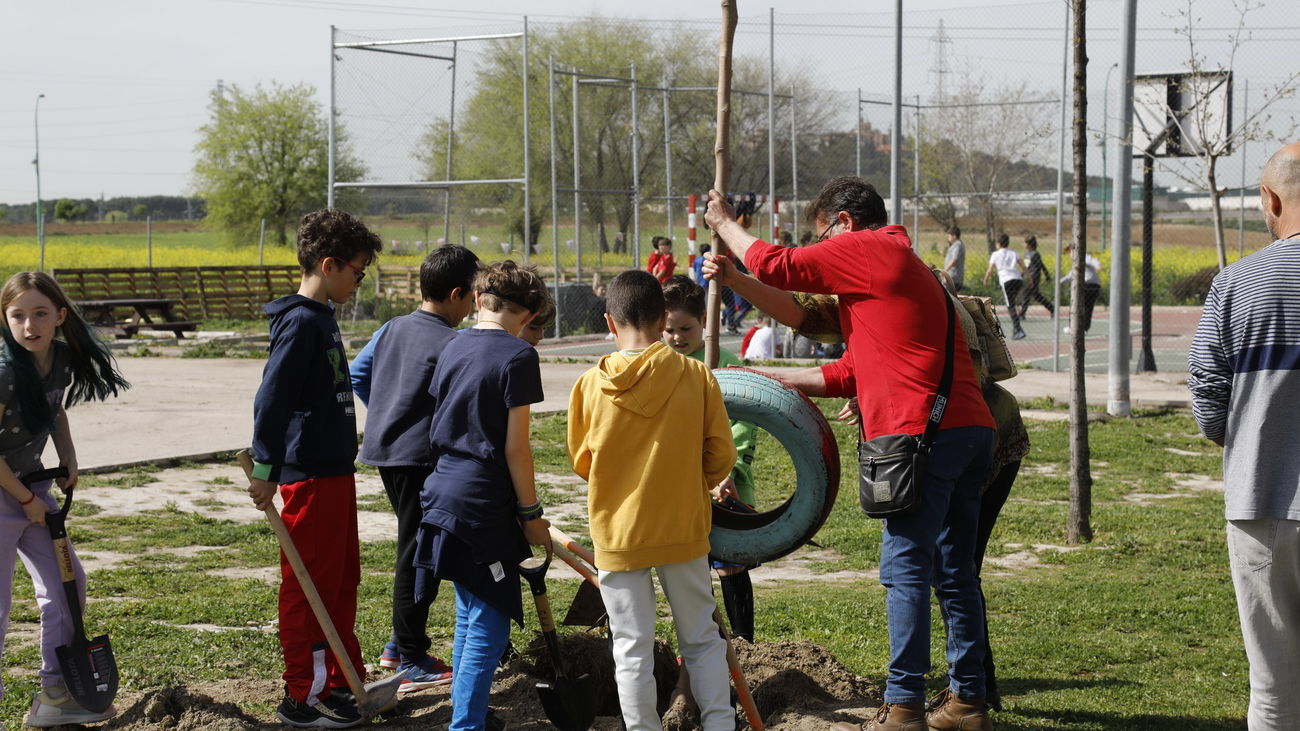 Escolares getafenses participan en una plantación de árboles