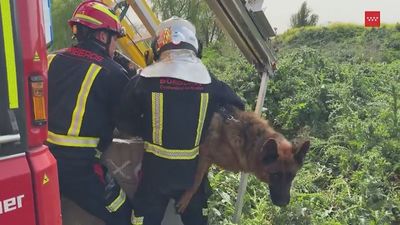 'Rock' ya está a salvo en casa gracias a los bomberos tras caer en un pozo en Leganés