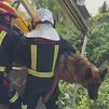 'Rock' ya está a salvo en casa gracias a los bomberos tras caer en un pozo en Leganés