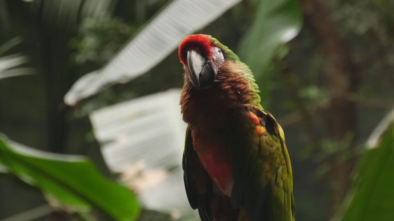 ¿Cómo afecta la primavera a los animales de Faunia?