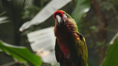 ¿Cómo afecta la primavera a los animales de Faunia?