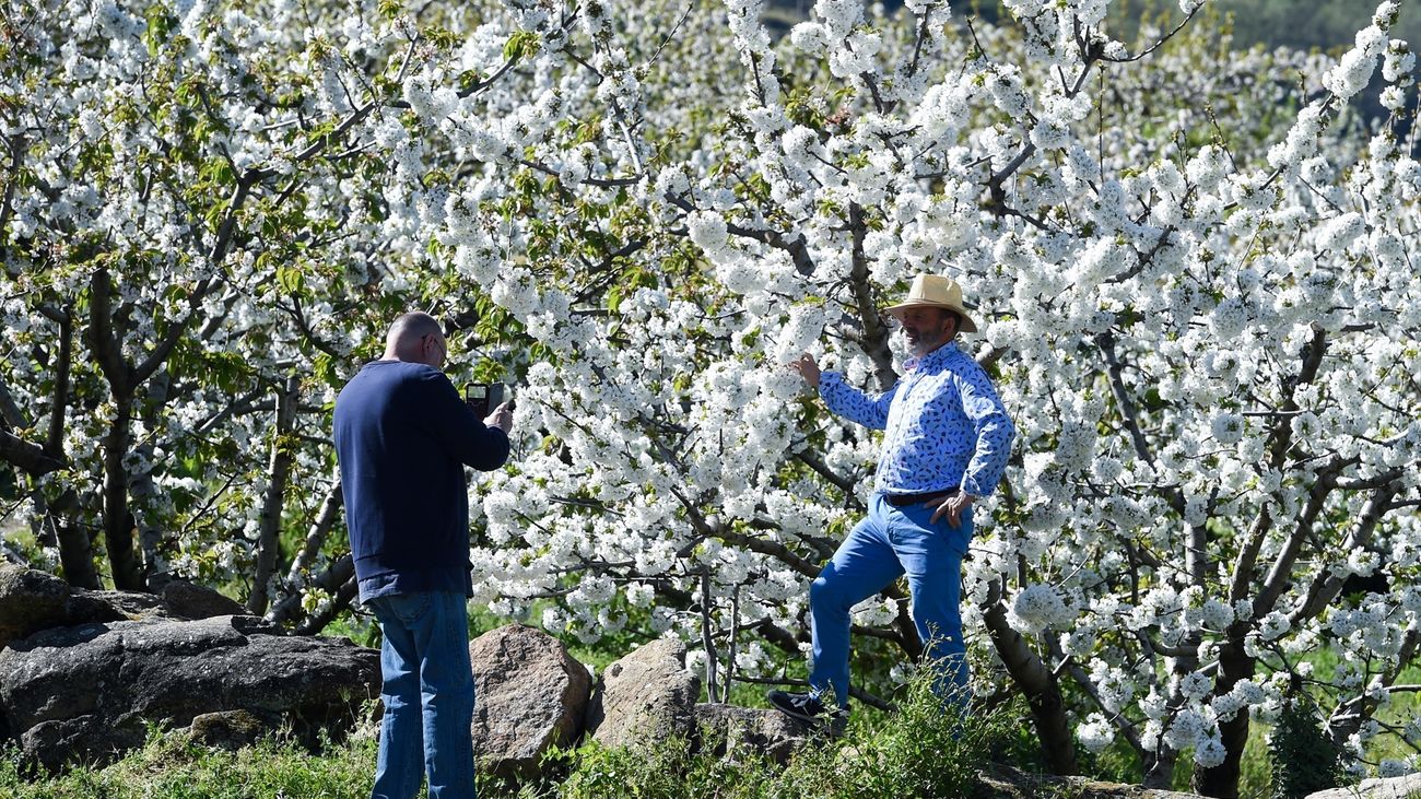 Una persona posa entre varios árboles de cerezo en la floración de los cerezos, en el Valle del Jerte