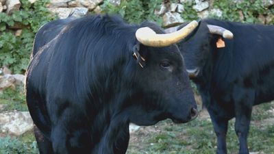 Ruta ganadera: disfrutar del campo y los toros en un entorno privilegiado.
