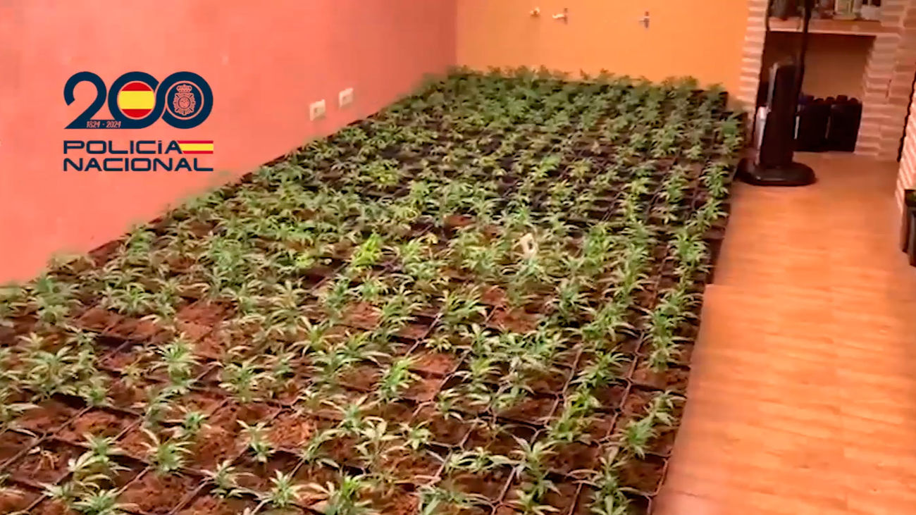 Liberadas tres víctimas de trata explotadas en dos plantaciones de marihuana en Colmenar de Oreja y Chiloeches