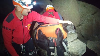 Rescatado un perro extraviado en una zona muy abrupta de La Pedriza