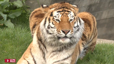 Llegan al Zoo Aquarium de Madrid dos tigres muy especiales