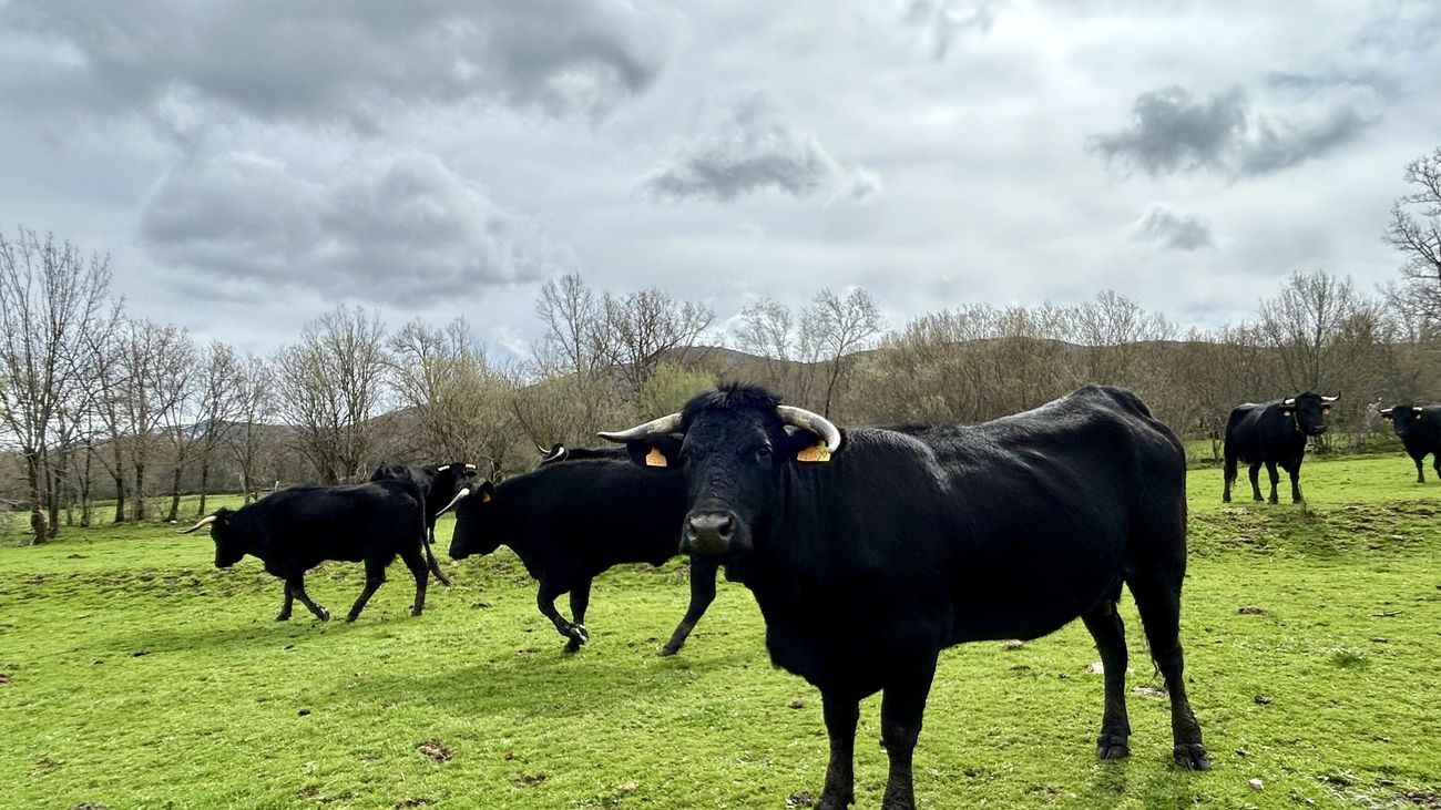 Madrid impulsa un estudio de la Enfermedad Hemorrágica Epizoótica en ganado