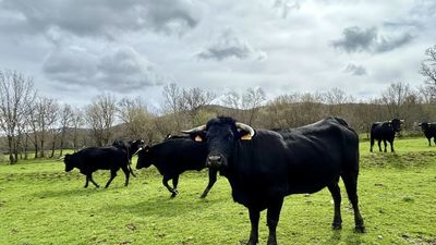 Madrid impulsa un estudio de la Enfermedad Hemorrágica Epizoótica en ganado