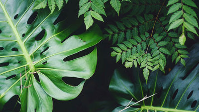 Las plantas 'gritan socorro' para defenderse de los patógenos