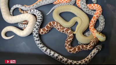 Los circos con animales silvestres quedan prohibidos desde ahora en toda España