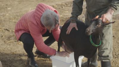 Así se elabora un 'queso bombón' de principio a fin