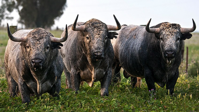 La Firma de Zabala: La verdadera renovación de la Real Unión de Criadores de Toros de Lidia
