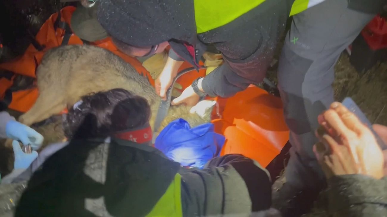 La presencia del lobo crece en España: Ya hay  cerca de 3.000 ejemplares