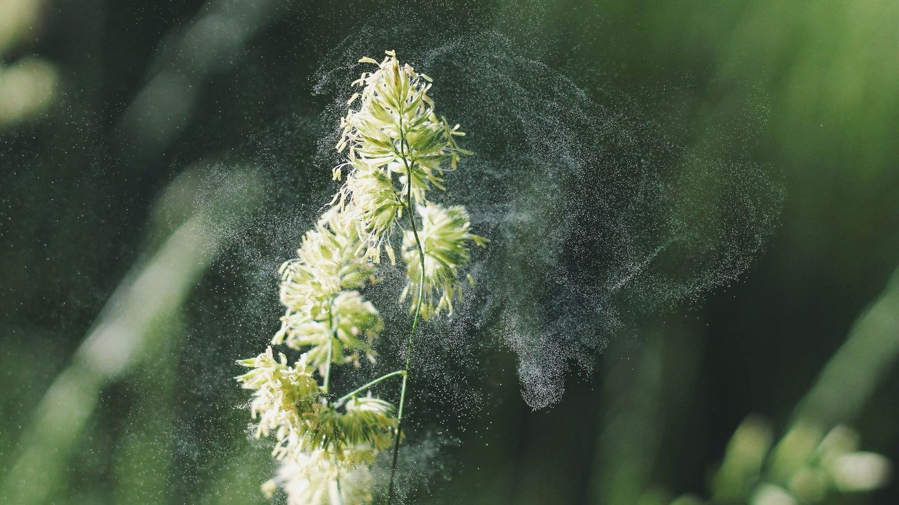 La llegada de la primavera despierta las alergias: ¿Cómo combatirlas?