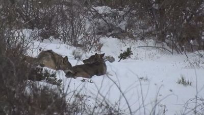 Captan dos lobos en mitad de la nieve en el Sistema Central