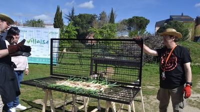 Si te gustan los calçots tienes una cita en Collado Villaba este fin de semana