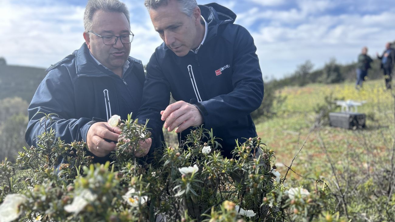 El consejero Carlos Novillo en un campo de jaras
