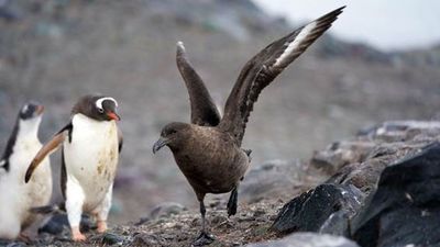 De la gripe aviar no se libra ni la Antártida