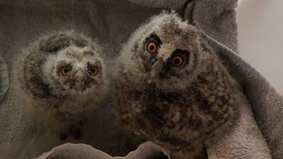 El centro de recuperación de aves nocturnas de la Casa de Campo, a tope de crías recién llegadas