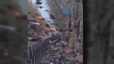 Lío vecinal en Delicias por culpa de una mujer que echa alpiste en la calle y alimenta a cientos de palomas