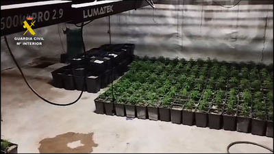 Tres detenidos por traficar y cultivar marihuana en 5 inmuebles de Madrid y Toledo