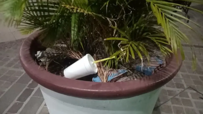 Paseo por Madrid: Las envenena plantas