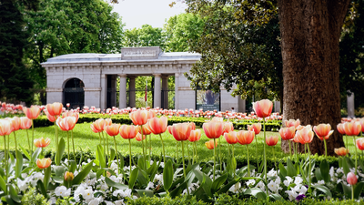 Llega la primavera al Real Jardín Botánico con la floración del tulipán