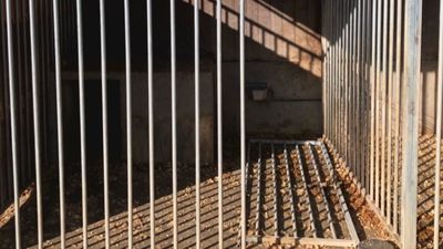 Roban ocho perros con pedigrí de un criadero en Valdemaqueda