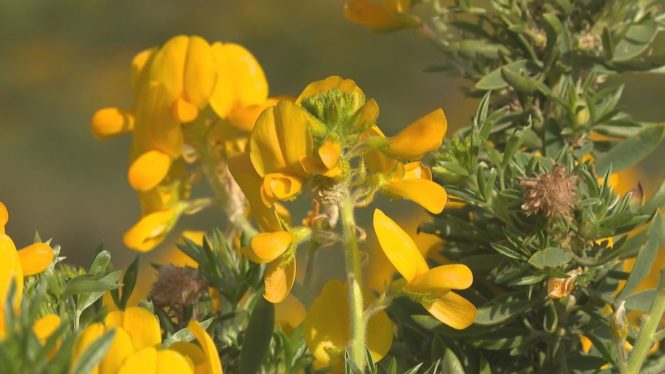 Los Molinos se viste de amarillo, llega el Festival del Cambroño