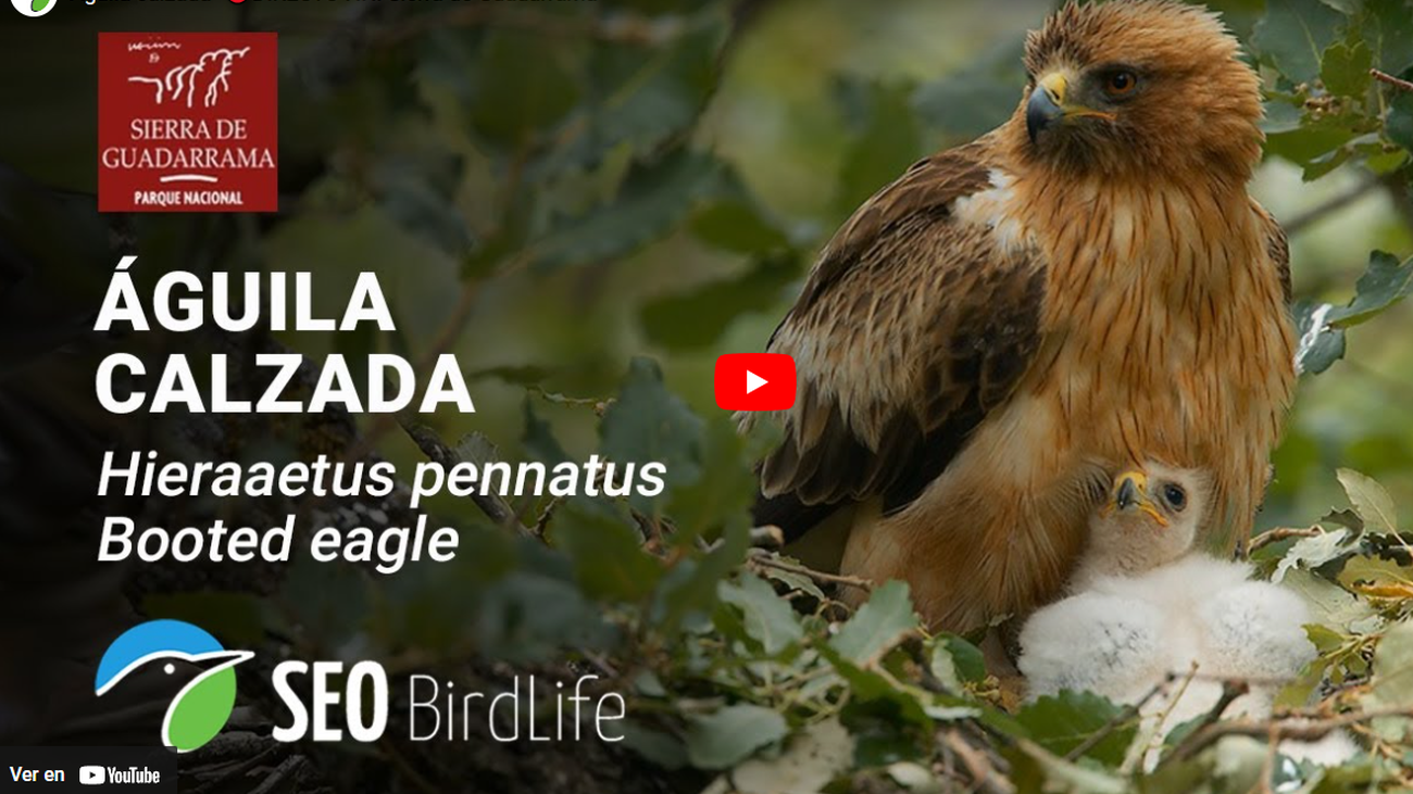 En directo la vida en el nido del águila calzada de la Sierra de Guadarrama