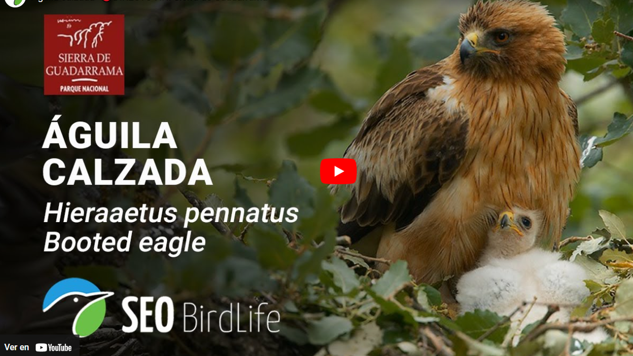 Imagen captada en el nido del águila calzada de la Sierra de Guadarrama