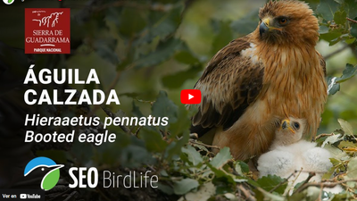 En directo la vida en el nido del águila calzada de la Sierra de Guadarrama