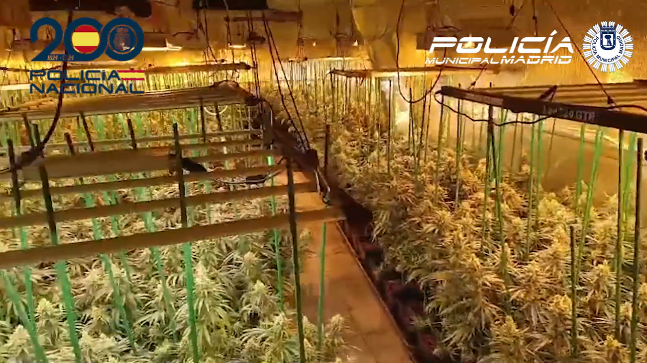Desmantelada una macroplantación de marihuana en un taller mecánico de Villaverde