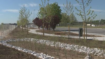 El entorno de la Ciudad Deportiva del Real Madrid suma más de 240 árboles y nuevo mobiliario tras las obras de mejora