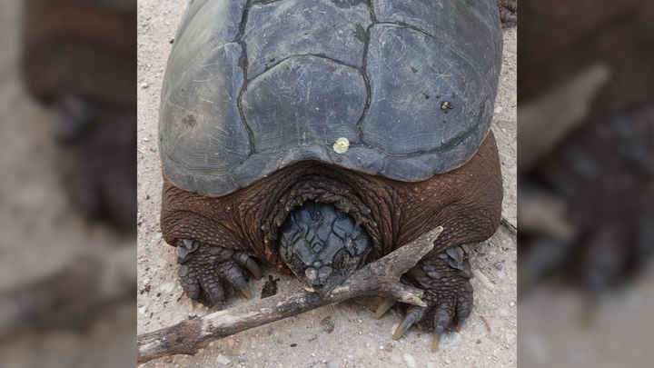 Encuentran dos tortugas potencialmente peligrosas en el río Henares