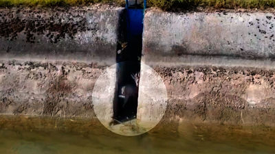 Agentes forestales rescatan a un corzo atrapado en un canal de Colmenar de Oreja
