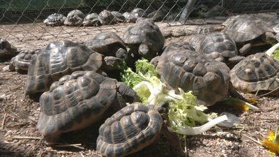 El Safari Madrid acoge 39 tortugas decomisadas por las autoridades