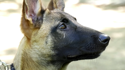 Así entrenan los cachorros de perro de la Guardia Civil acogidos temporalmente por familias