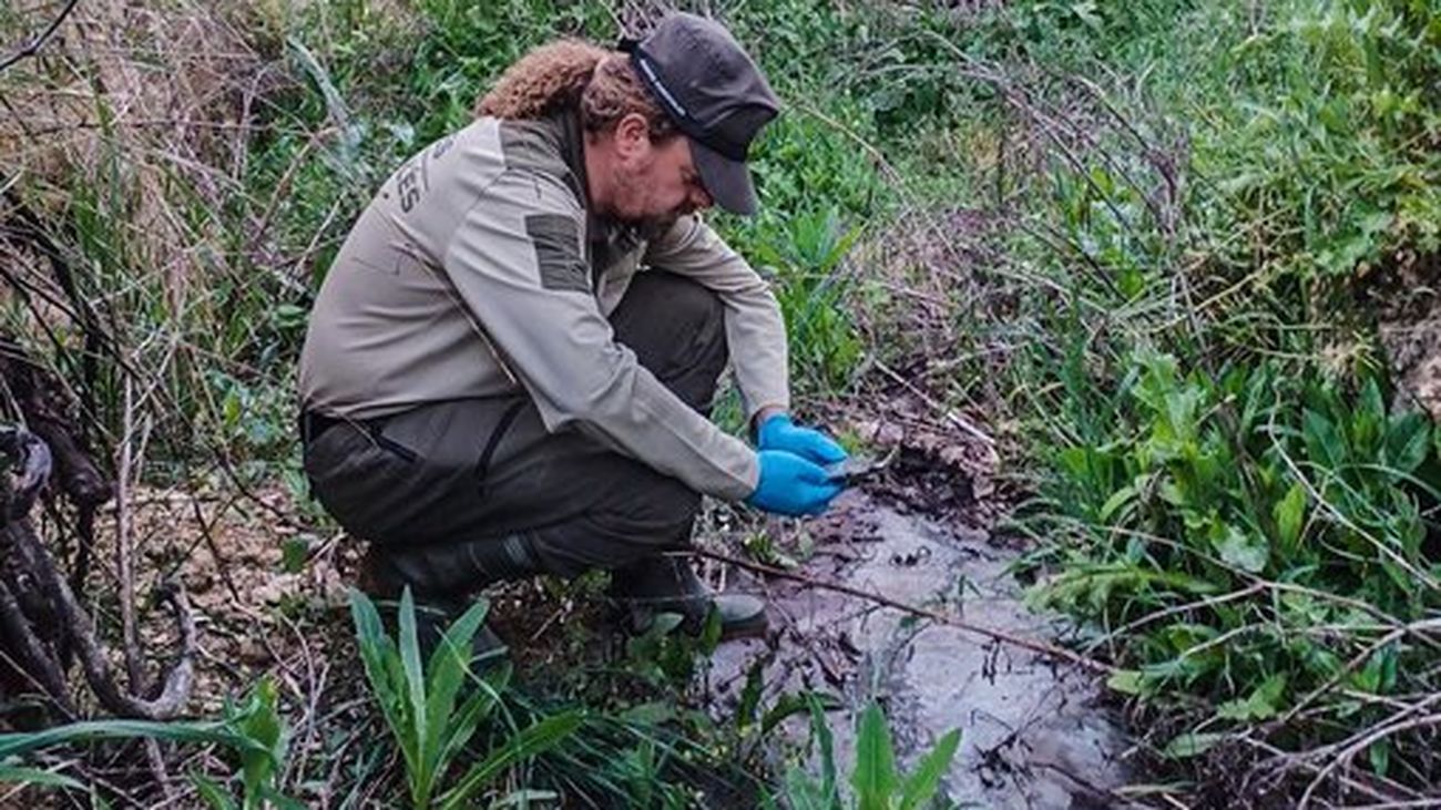 Denunciado el dueño de una granja de cerdos en Tielmes por vertido ilegal