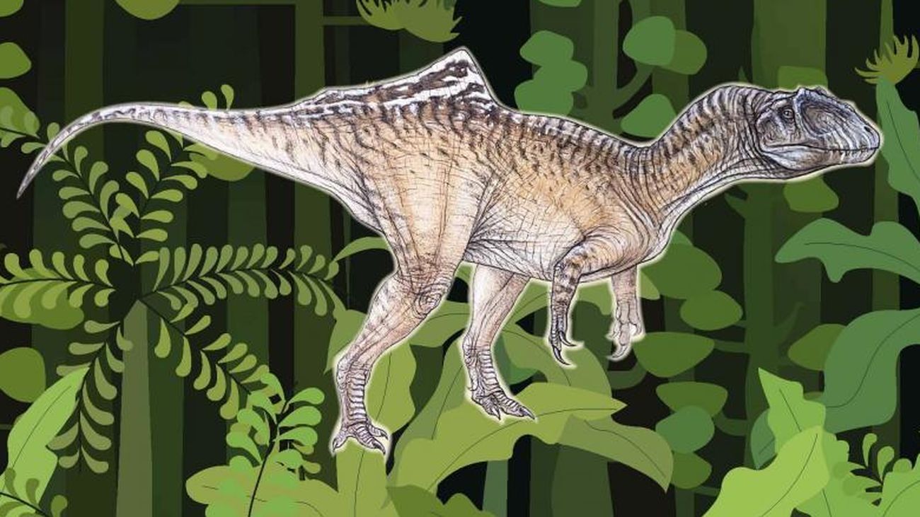 Reproducción de Concavenator corcovatus, el cazador jorobado de Cuenca