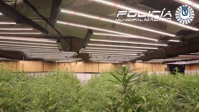 Encuentran una plantación de marihuana escondida en un local de oficinas en Carabanchel