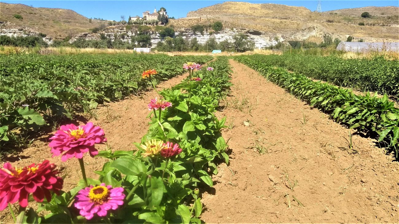 Rivas abre las puertas del primer parque agroecológico de España de gestión municipal