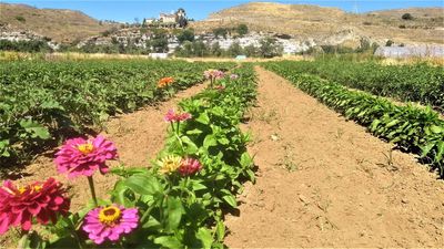 Rivas abre las puertas del primer parque agroecológico de España de gestión municipal