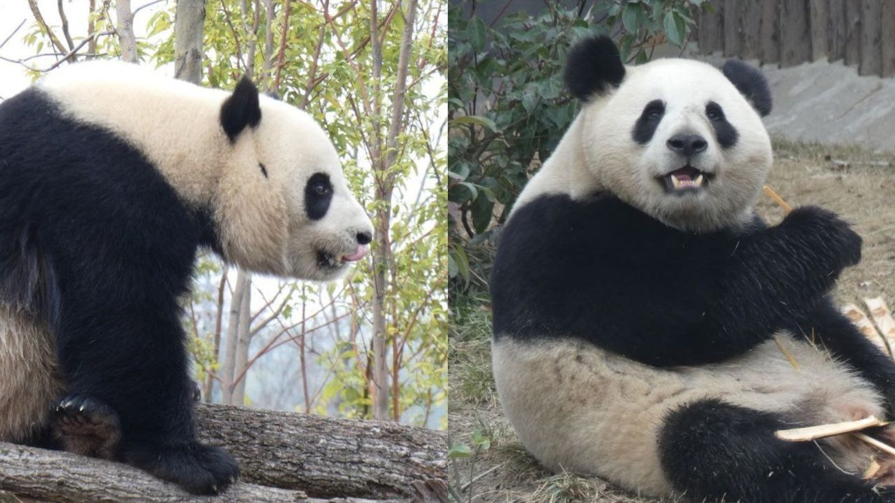 Los nuevos osos panda del Zoo, Jin Xi y Zhu Yu, llegan a Madrid el lunes 29 de abril