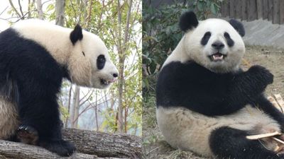 Los nuevos osos panda del Zoo, Jin Xi y Zhu Yu, llegan a Madrid el lunes 29 de abril